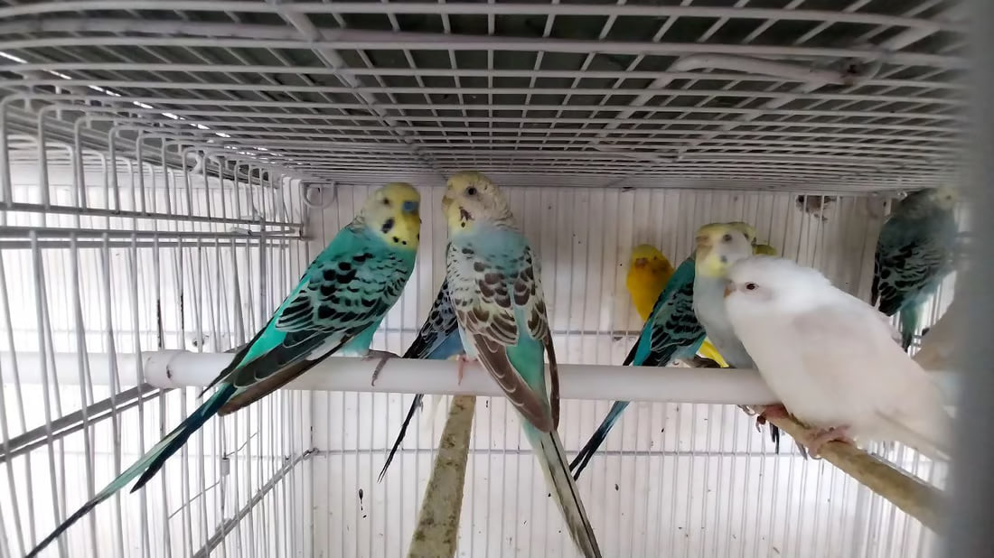 Lovebirds as New Year’s gifts in Al-Qa’im