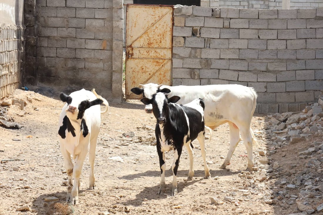 مۆڵه‌تى 24 كاتژمێر دراوه‌ته‌ خاوه‌ن ئاژه‌ڵه‌كانى قه‌زاى دوبز ئاژه‌ڵ له‌ گه‌وڕه‌كانیان نه‌هێڵن