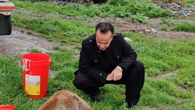 Young man in Qaladiza feeds stary dogs daily