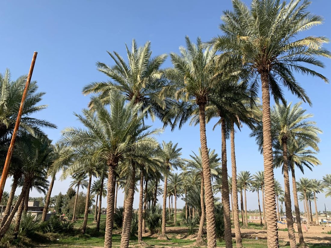 النخيل أصبح طويلاً والفلاح يتهرب من رعايته: لن نتسلق 20 متراًً في أبو غريب