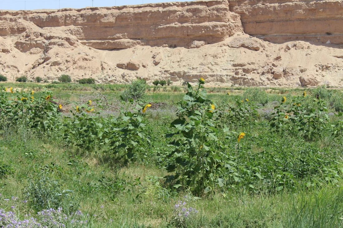 سيدات الرمانة ينثرن “الشمس” حول الحقول.. زيت وكرزات من الباغوز حتى سوريا (صور)