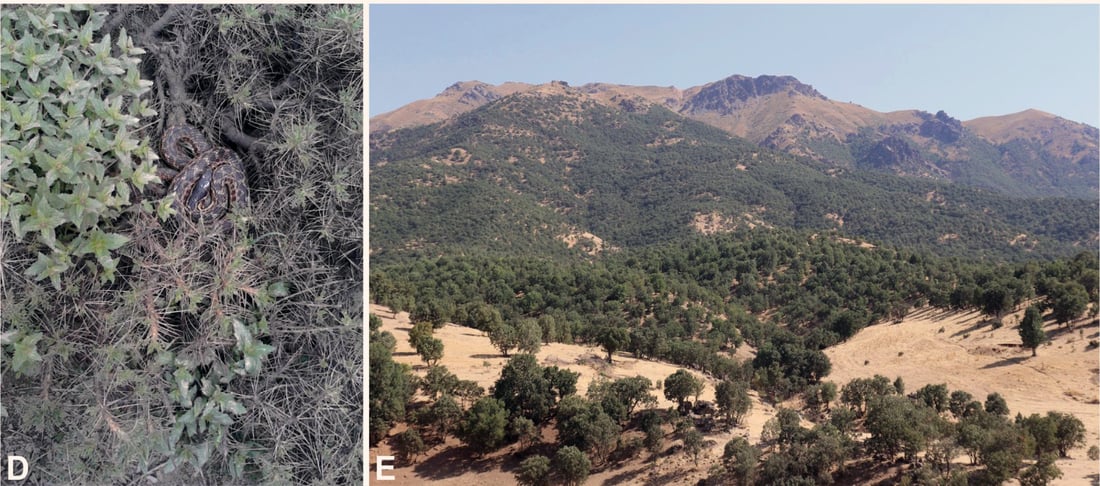 له‌ هه‌رێمی كوردستان و عێراق (مار)ێکی نوێ تۆماركرا