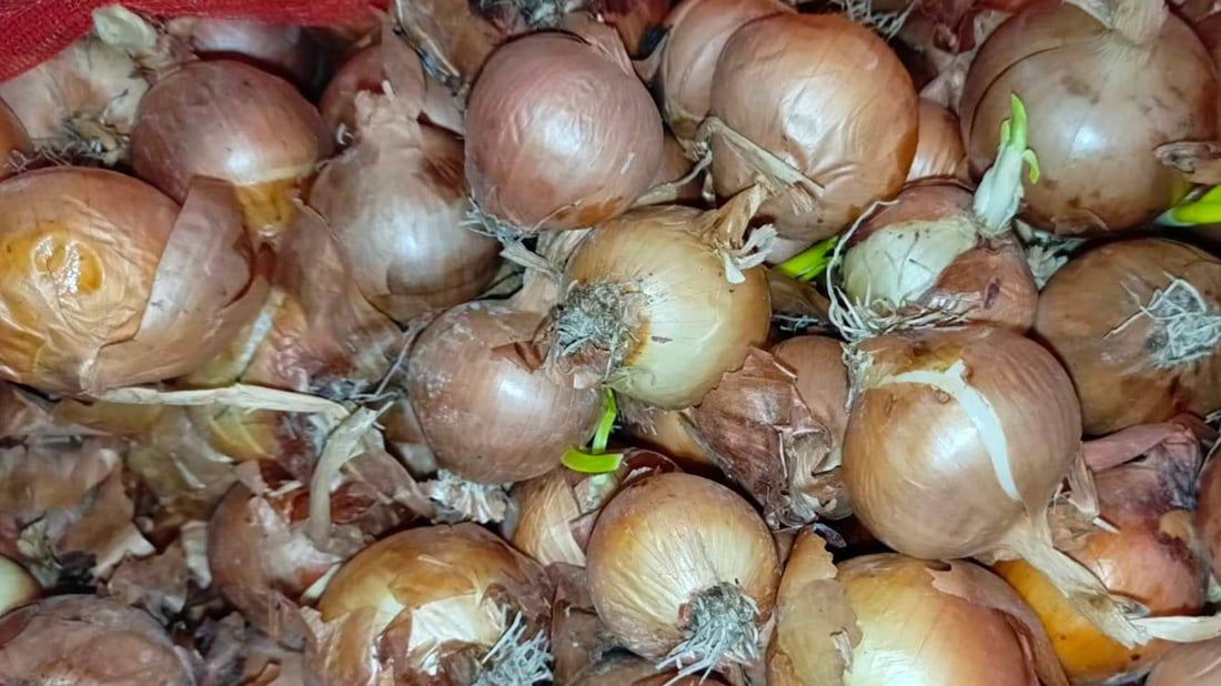 Food safety crackdown destroys 100 tons of produce in Kalar market