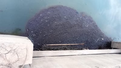 نەوتە رەشەکە دابەشکردنی ئاوی لە کۆیەش وەستاند