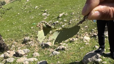 Caterpillar outbreak threatens forest in Khalkan Valley