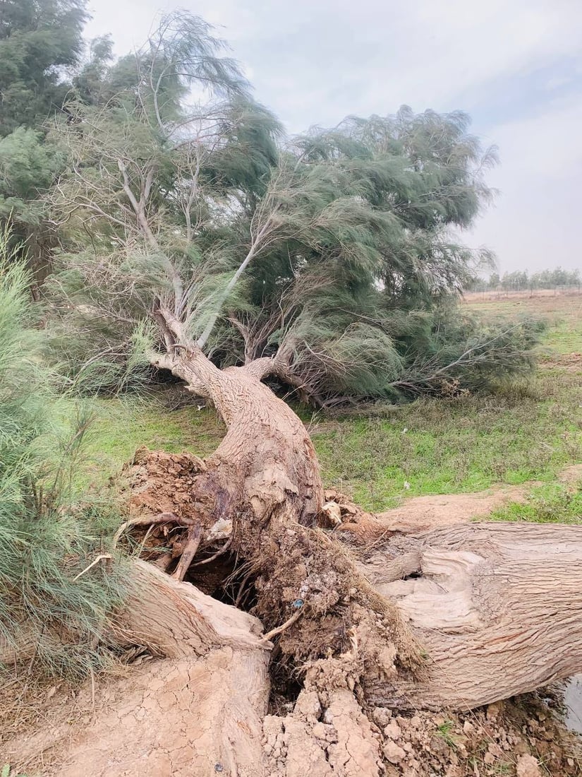 فيديو: عواصف الجمعة اقتلعت الأشجار من جذورها مع أعمدة الكهرباء في الضلوعية