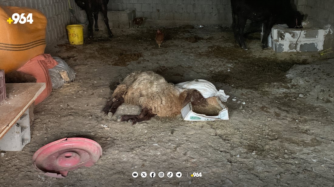 نەخۆشیەکی دەگمەن لەناو مێگەلە مەڕەکانی سنووری پشدەر بڵاوبووەتەوە