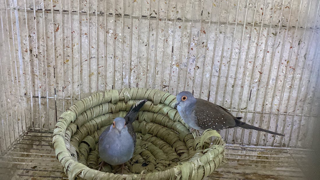 الناصرية: “الحمام الملكي” يمتع عشاق الطيور.. جميل ويطرد “الأرواح الشريرة” (صور)