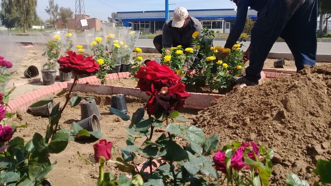صور: آلتون كوبري تفرش الورد الجوري للسياح على الزاب الصغير في العيد