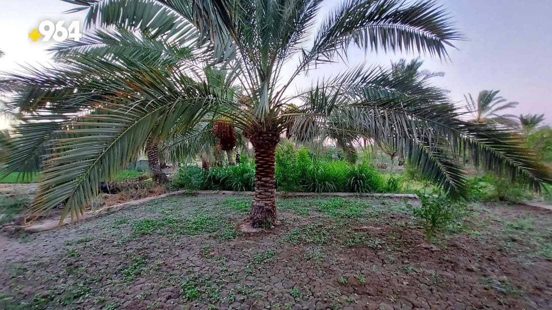 صور: گصاص النخيل بدأ في البصرة.. الخضراوي جاهز والبرحي ينضج في تشرين الأول