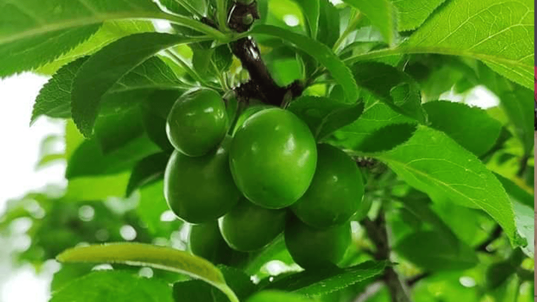 هەڵوژە ترشەکەی هەڵەبجە پێگەیشت