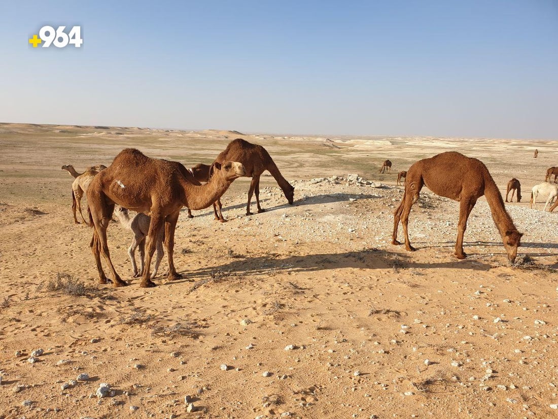 عرض الإبل مع الأغنام إهانة.. بدو المثنى يريدون مزاداً “للجودية” وسعرها 60 مليوناً