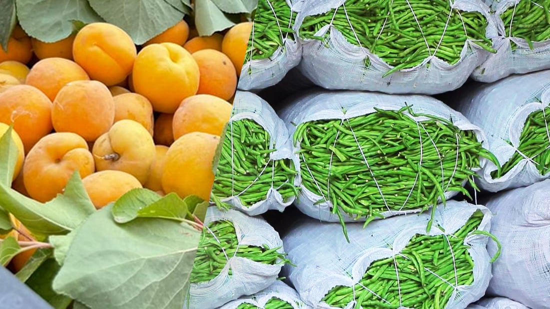 رۆژانه‌ نزیكه‌ى 90 تۆن لۆبیا له‌ ته‌قته‌ق به‌رهه‌م ده‌هێندرێت