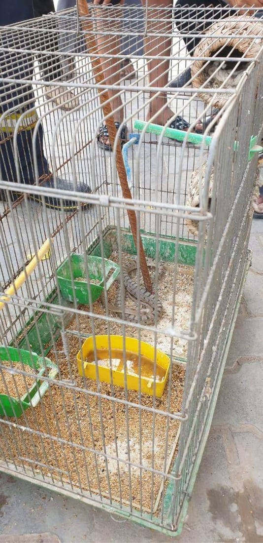 (صور) نجفي يستغيث بالدفاع المدني بعد قيام أفعى بالتهام طيوره