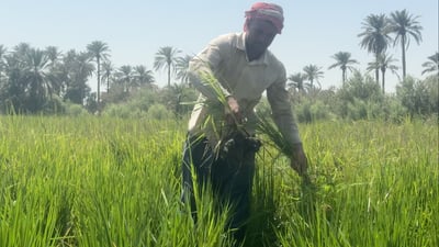 أسطوات العنبر: نحن الآن في مرحلة الصلخي.. بالانص دقيق للشتلات يجهز عرس “البخنك”