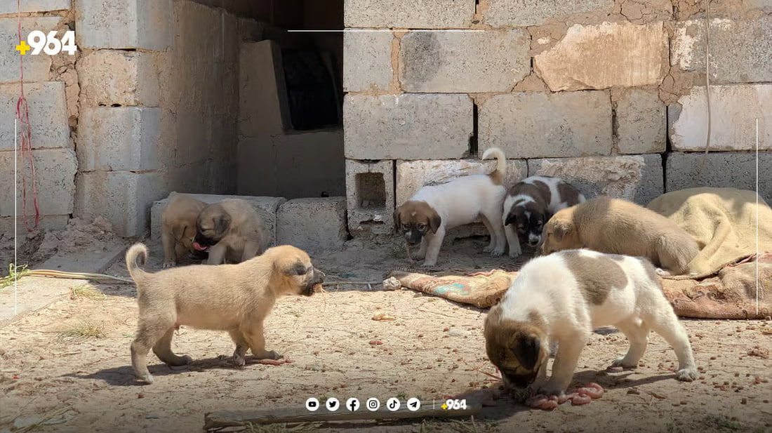 Animal rights organization in Erbil demands better conditions for shelter dogs