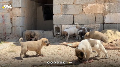 Animal rights organization in Erbil demands better conditions for shelter dogs