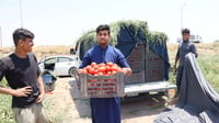 Balad family harvests first crop of Kristina tomatoes after four-month effort