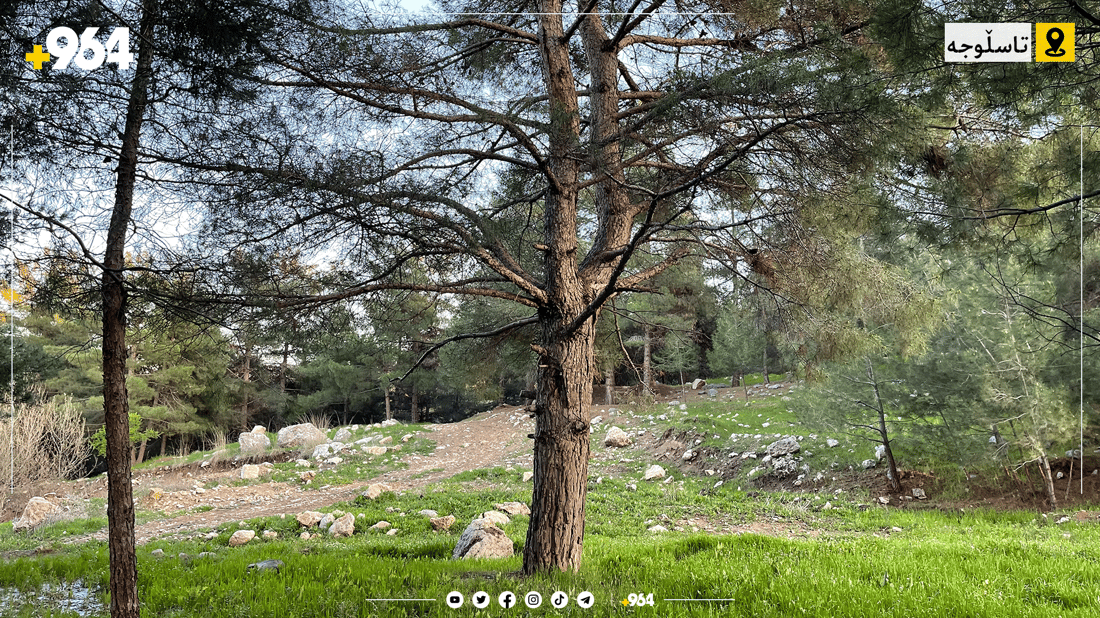 چیرۆکی دارە بەتەمەنەکەی دارستانی تاسڵوجە