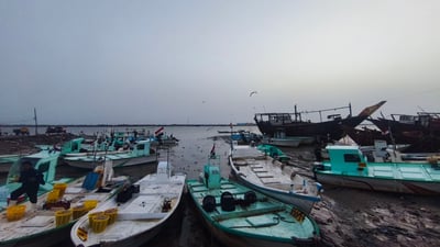 خير وفير في مرسى النقعة.. أطنان من الروبيان والصبور (صور)