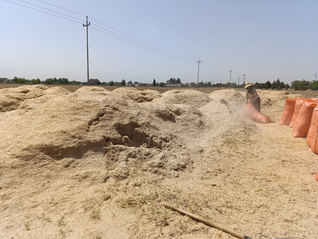 سووتاندنى جاره‌ گه‌نمه‌كان نرخى “كا”ـی به‌رزكرده‌وه‌