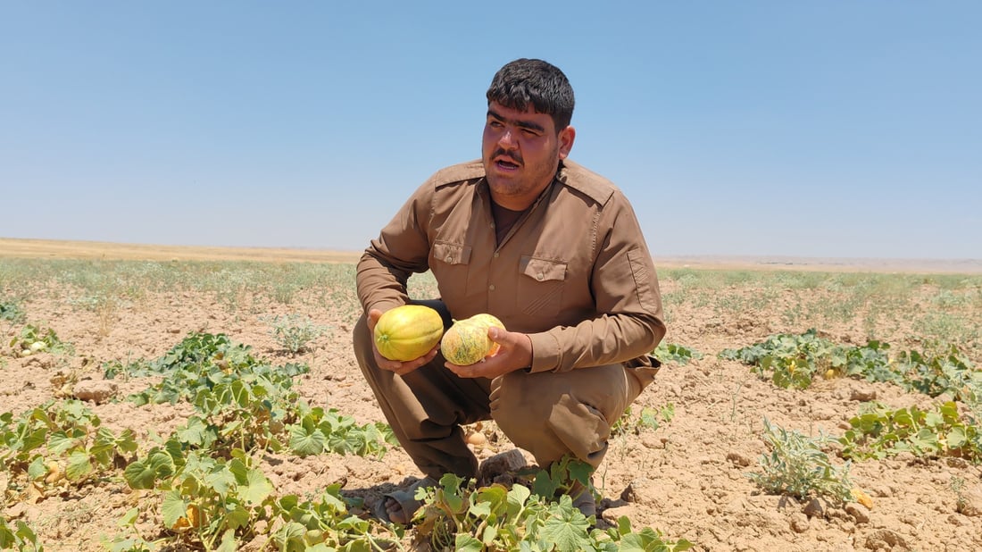 80 دۆنم کاڵەکی کردووە بەبەلاش؛ لێی ناخوا و لێشی نافرۆشێ