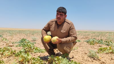 80 دۆنم کاڵەکی کردووە بەبەلاش؛ لێی ناخوا و لێشی نافرۆشێ