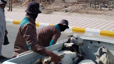 الرعي العشوائي ممنوع في الچبايش.. البلدية تصادر المواشي من الحدائق العامة (صور)