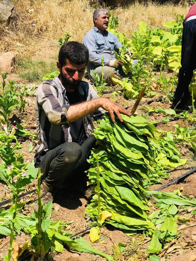 هێشتا باڵه‌كایه‌تى له‌ چاندن و به‌رهه‌مهێنانى تووتن نه‌كه‌وتووه‌