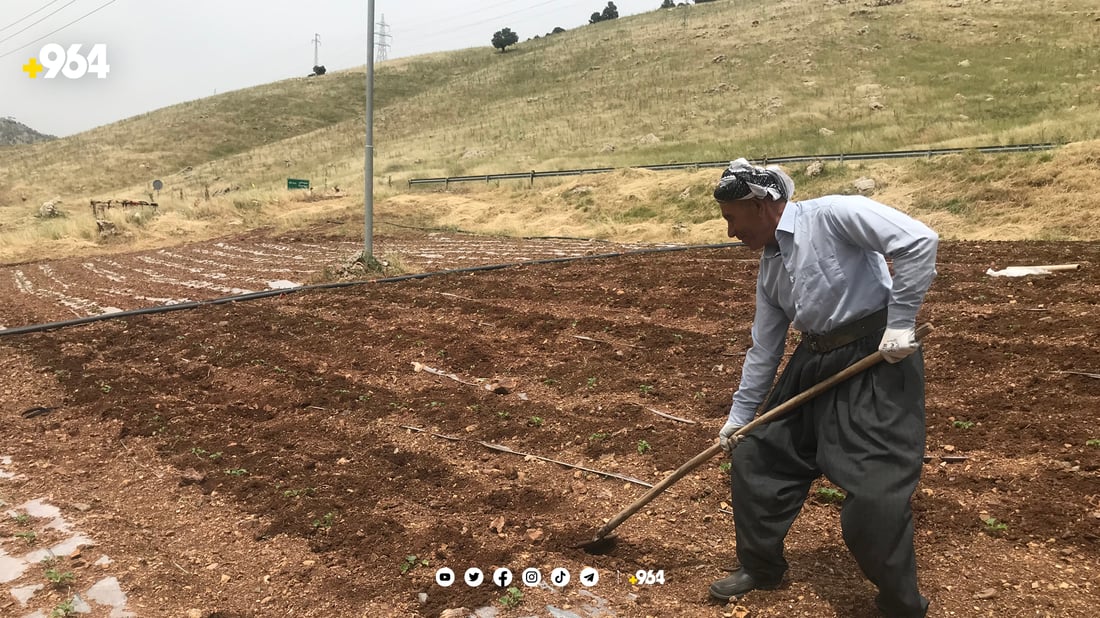 لە زۆرینەی زەوییە کشتوکاڵییەکان بە قەرز دەست بە چاندن کراوە