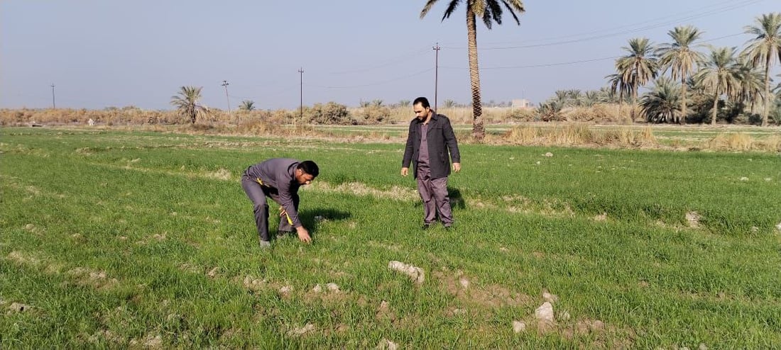 صور: مزارعو بابل يكافحون الأدغال على 5 مراحل.. السليجة والفجيلة والخباز