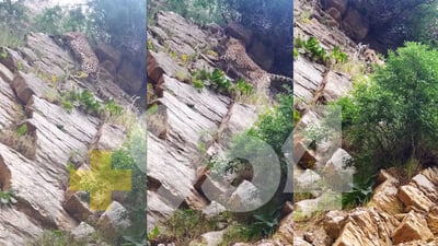 964 دیمه‌نێكی نوێی پڵنگێك له‌ شارباژێر بڵاوده‌كاته‌وه‌