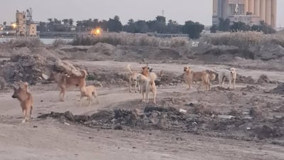الكوت: قطعان من الكلاب تجوب وسط المدينة والأهالي يطالبون بحلول عاجلة