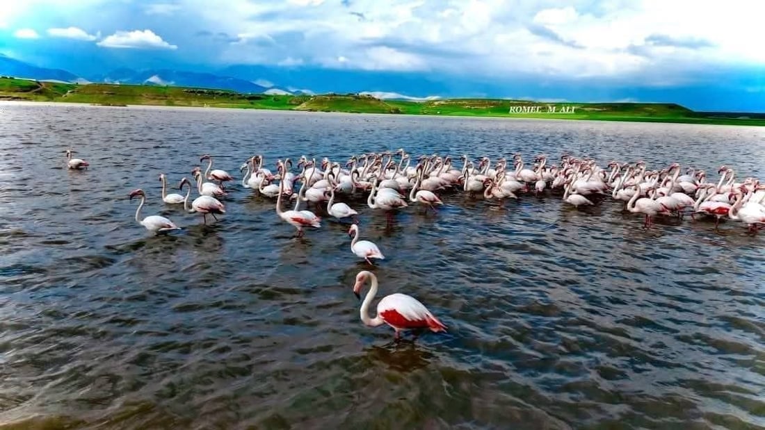 فلامینگۆکان لە راپەڕین میوان بوون و رۆیشتن