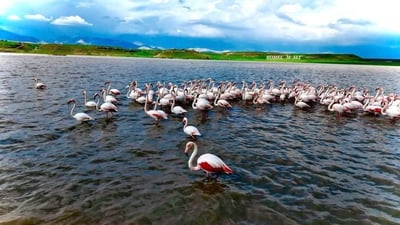 فلامینگۆکان لە راپەڕین میوان بوون و رۆیشتن