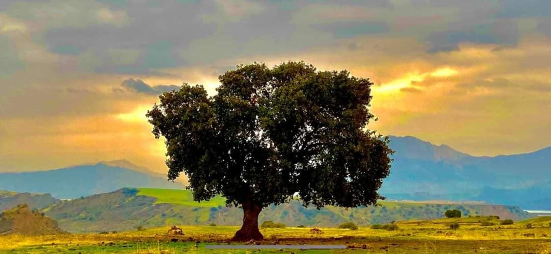 ئاگر هەناوی دار بەڕوویەکی 200 ساڵەی کرد بە خەڵوز