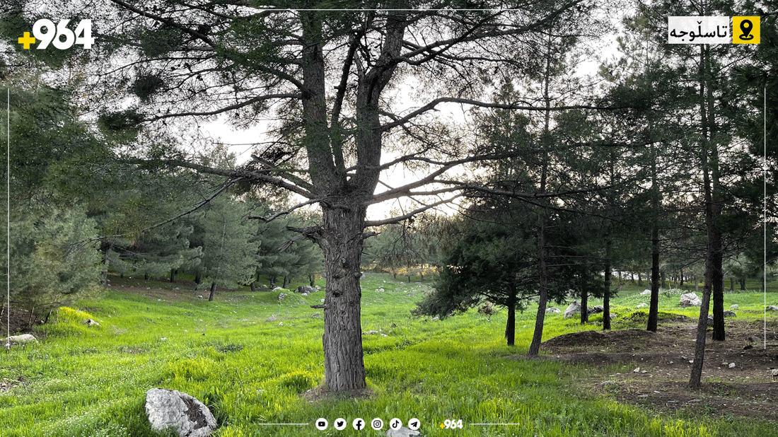 چیرۆکی دارە بەتەمەنەکەی دارستانی تاسڵوجە