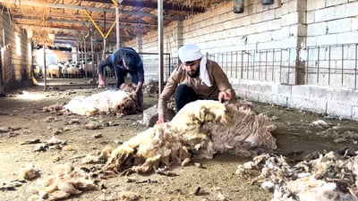 بدأ عيد الغنامة: تقاليد خاصة لموسم جز الصوف.. “فزعة” وبعدها وليمة يومياً (فيديو)