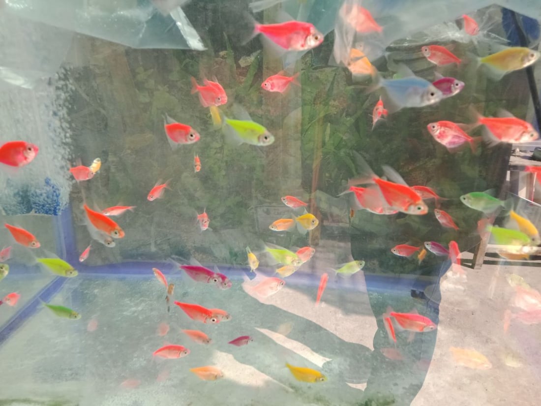 سوق الطيور في بغداد الجديدة.. نسخة من سوق الغزل وينافسه منذ السبعينات