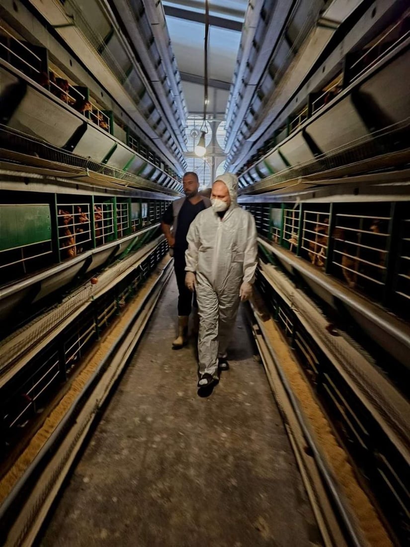 پەلەوەر و باڵندەکانی دوزخورماتوو دەکوترێن