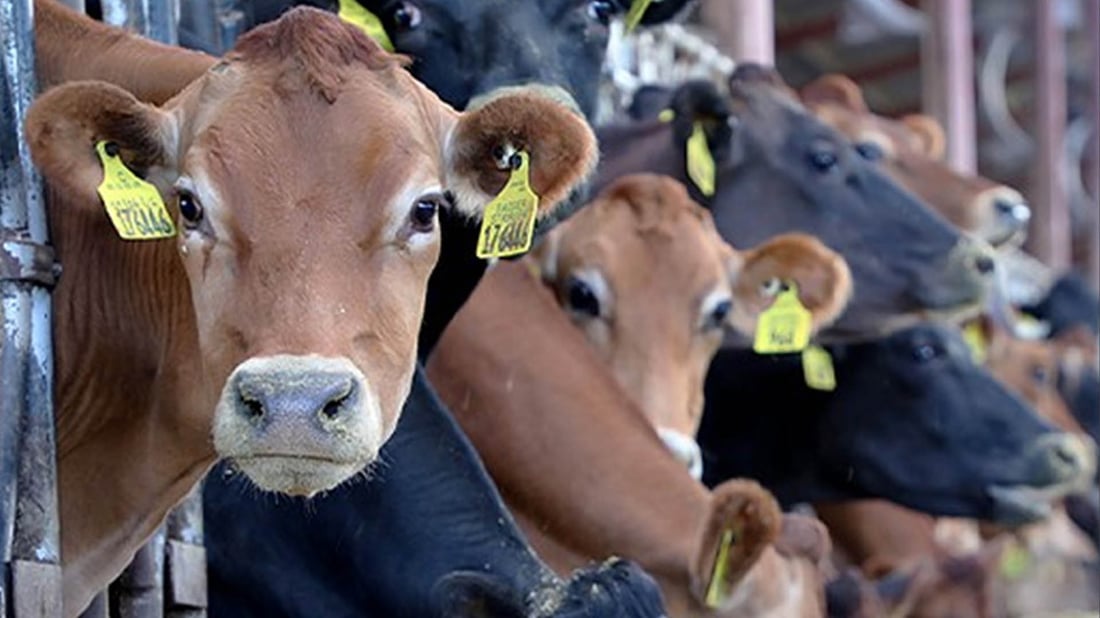 ئەو ئاژەڵانەی لە بەڕازیلەوە دێن بێ کێشەن و مۆڵەتی هێنانی 17 هەزار سەر گوێرەکە دراوە