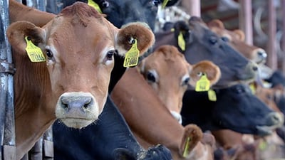 ئەو ئاژەڵانەی لە بەڕازیلەوە دێن بێ کێشەن و مۆڵەتی هێنانی 17 هەزار سەر گوێرەکە دراوە