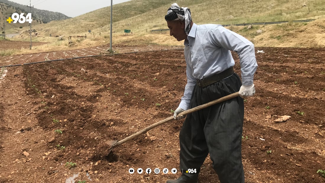 لە زۆرینەی زەوییە کشتوکاڵییەکان بە قەرز دەست بە چاندن کراوە