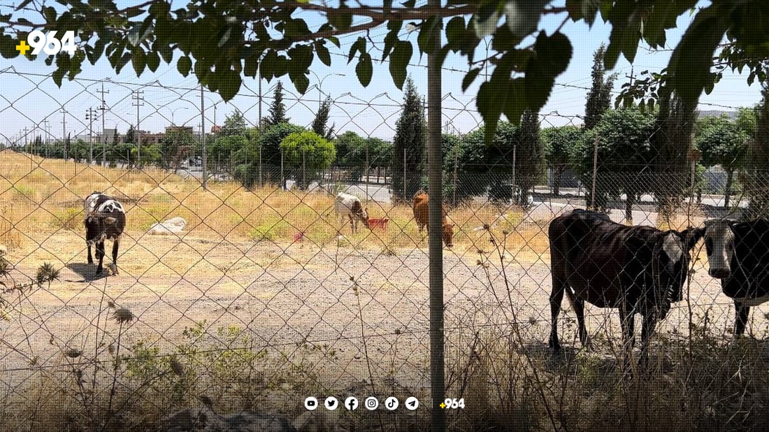 خاوەنی مانگا و ئاژەڵی بەرەڵا غەرامە دەکرێن