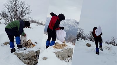 نان و گەنمیان بۆ ئاژەڵ و باڵندە کێوییەکان گەیاندە چیای سەراورد