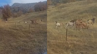 هاوڵاتییەک 12 سەر بزنە کێوی لێ ون بووە و بەدوایاندا دەگەڕێت