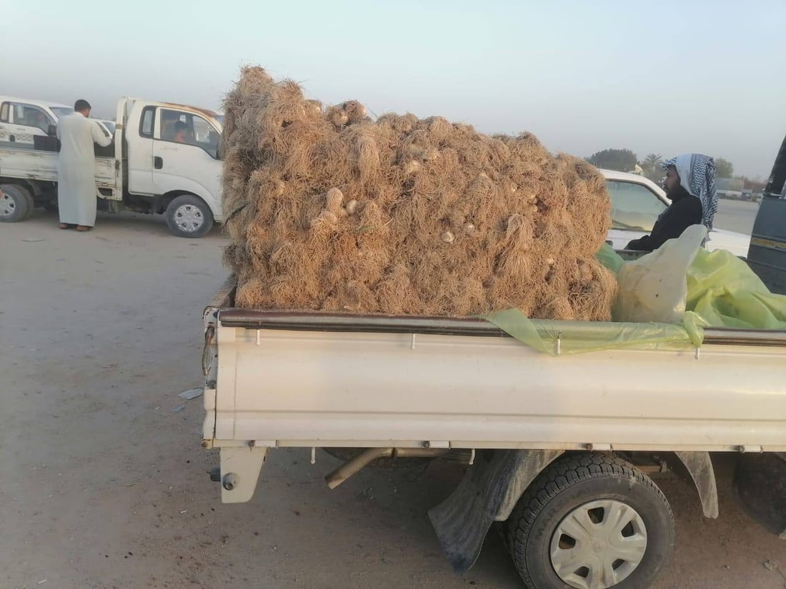 فضلاً عن الطماطة الشهيرة.. الزبير ملأت السوق بثوم أغلى من الكربلائي