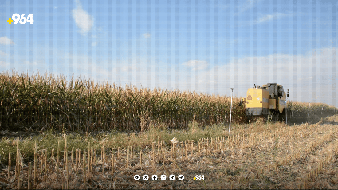 لە سنووری بەردەڕەش دروێنەی گەنمە شامی دەستیپێکرد