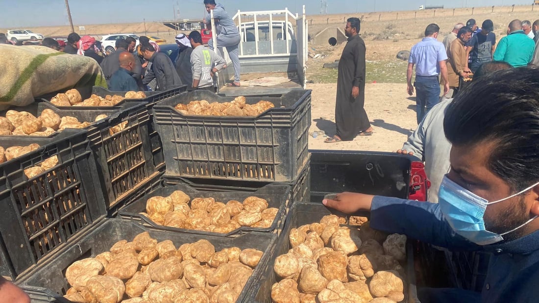 صور: الكمأ السوري في الأنبار.. طعمه لذيذ وأرخص من العراقي بـ 5 آلاف