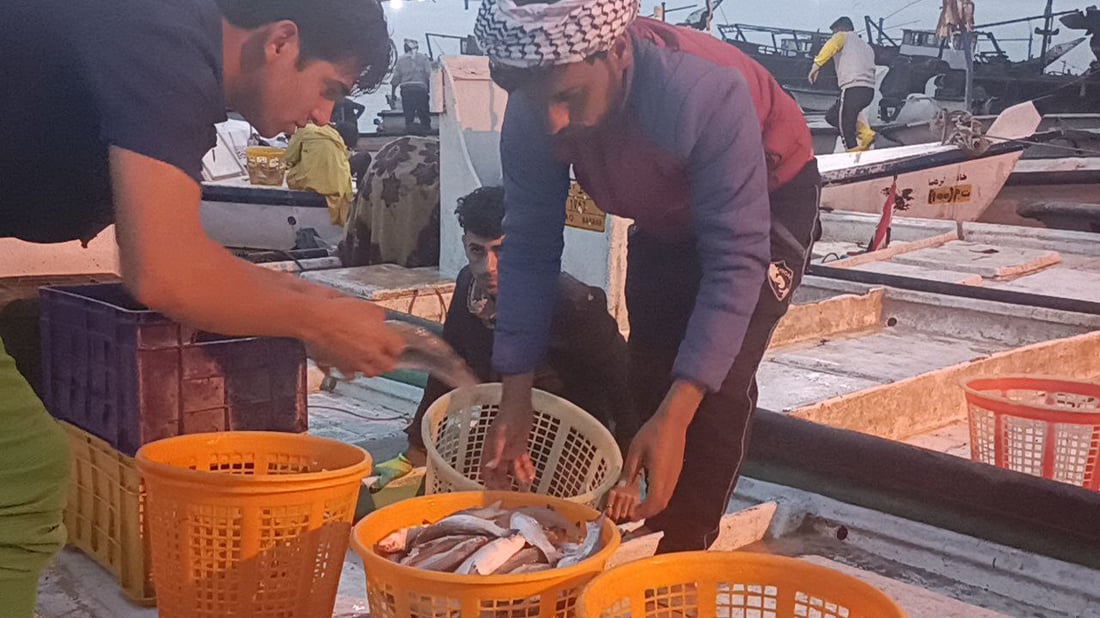 الصبور ينخفض إلى 40 ألفاً بسبب الوفرة.. قائمة بأسعار مزاد الفاو اليوم الأحد